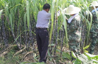 甘蔗地里來了群迷彩服 軍民攜手幫甘蔗“躥個(gè)”