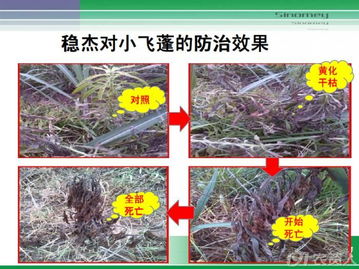 甘蔗田除草新利器 破解甲滅敵抗性，助力高價(jià)值農(nóng)業(yè)