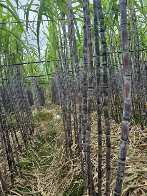 翁源甘蔗 北粵大地的脆甜風(fēng)物